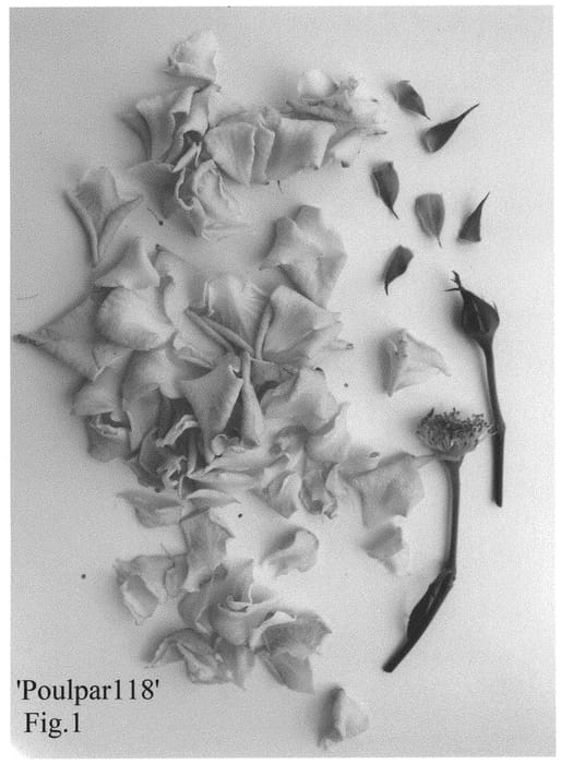 Figure 1 of US plant patent PP33086, the photograph of Poulpar118 printed in the patent.