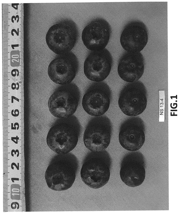 Figure 1 of US plant patent PP33087, the photograph of NS 13-4 printed in the patent.