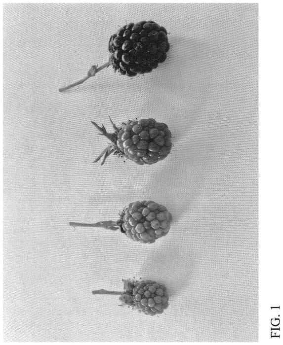 Figure 1 of US plant patent PP33088, the photograph of DrisBlackTwentyFour printed in the patent.