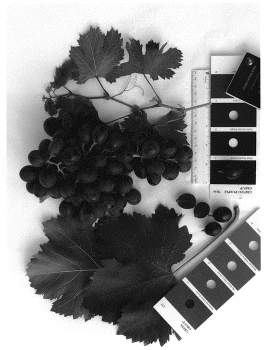 Figure 1 of US plant patent PP33089, the photograph of IFG Forty-five printed in the patent.