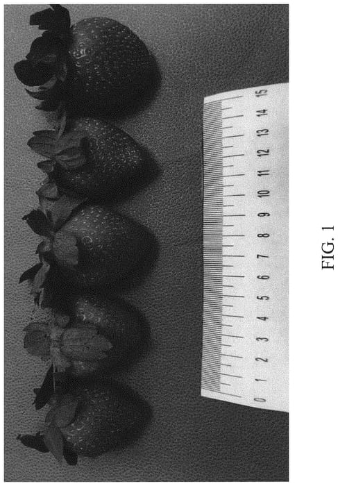 Figure 1 of US plant patent PP33090, the photograph of DrisStrawEightyThree printed in the patent.