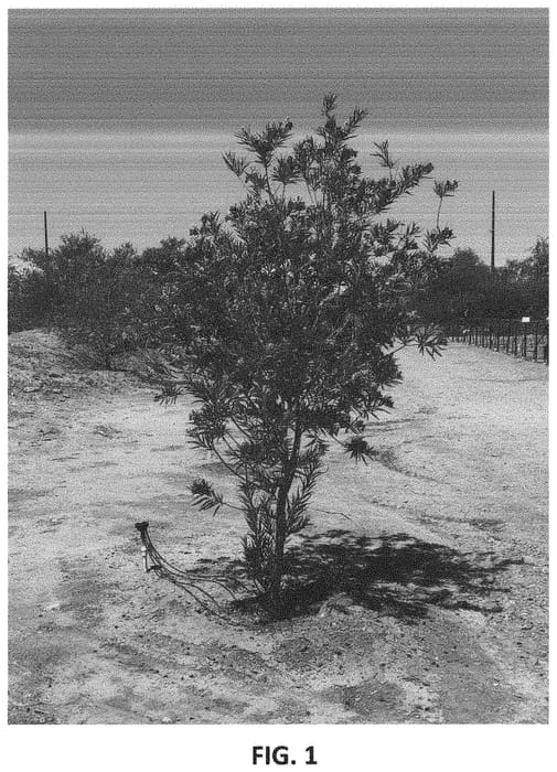 Figure 1 of US plant patent PP33091, the photograph of Sweet Bubba printed in the patent.