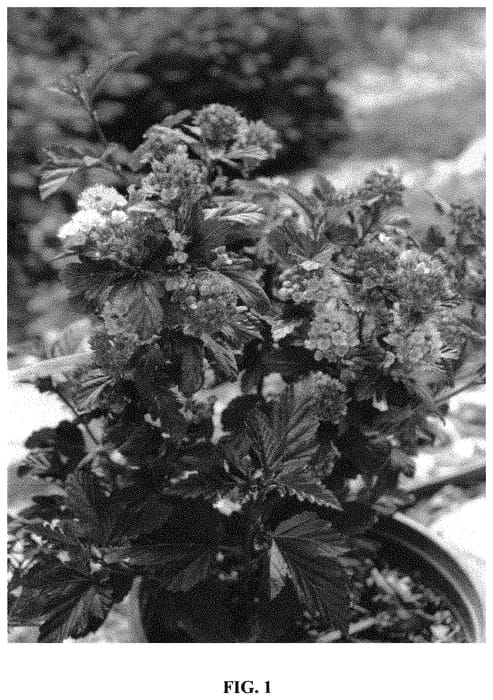 Figure 1 of US plant patent PP33092, the photograph of Jefroy printed in the patent.