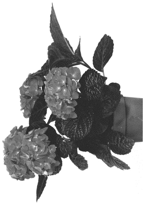 Figure 1 of US plant patent PP33093, the photograph of HIFLA printed in the patent.