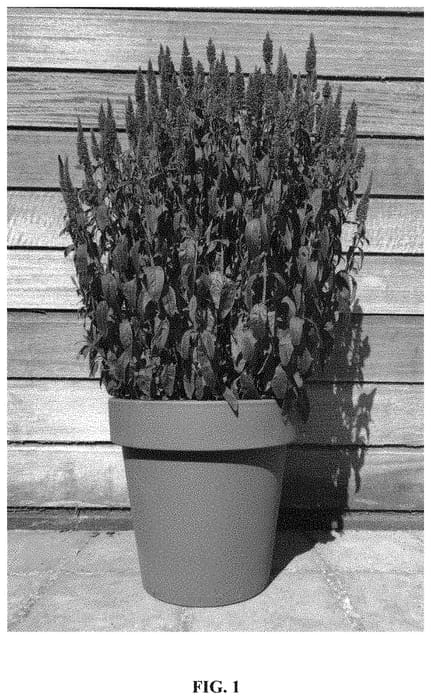 Figure 1 of US plant patent PP33094, the photograph of Verpurg printed in the patent.
