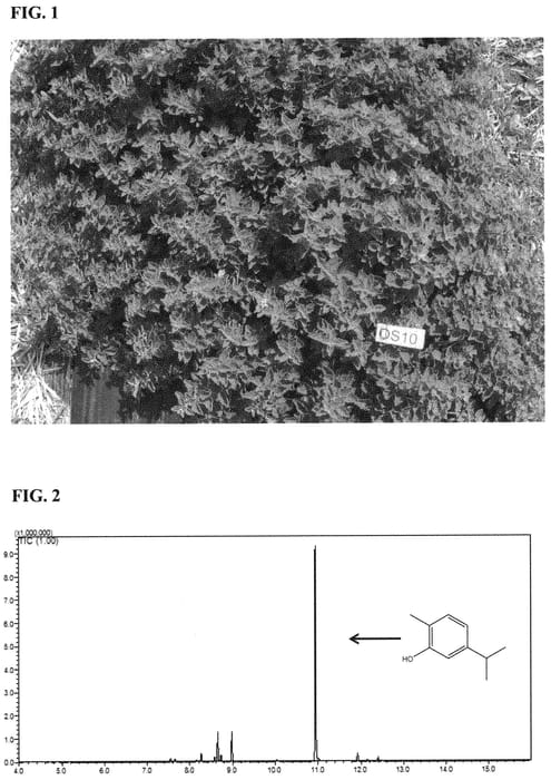 Figure 1 of US plant patent PP33095, the photograph of Pierre printed in the patent.