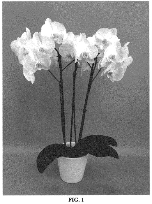 Figure 1 of US plant patent PP33096, the photograph of PHALHORDIN printed in the patent.
