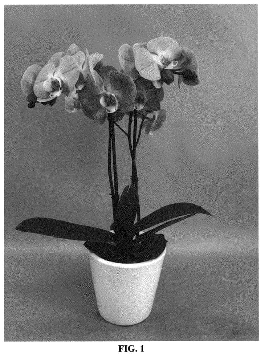 Figure 1 of US plant patent PP33097, the photograph of PHALARALS printed in the patent.