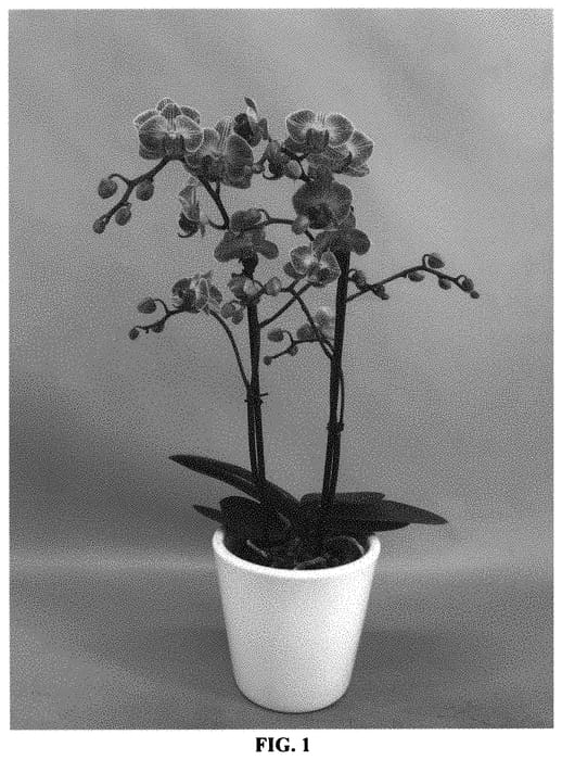 Figure 1 of US plant patent PP33098, the photograph of PHALGYMA printed in the patent.