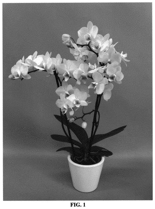 Figure 1 of US plant patent PP33099, the photograph of PHALIOURG printed in the patent.