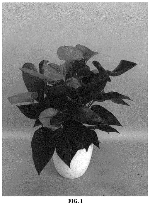 Figure 1 of US plant patent PP33100, the photograph of ANTHFETBA printed in the patent.