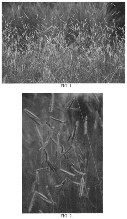 Figure 1 of US plant patent PP33101, the photograph of Honeycomb printed in the patent.