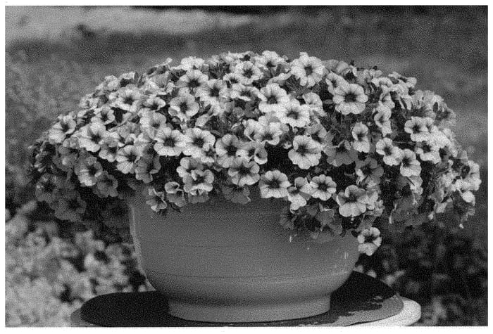 Figure 1 of US plant patent PP33102, the photograph of KLECA18504 printed in the patent.