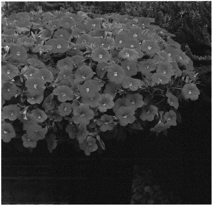 Figure 1 of US plant patent PP33103, the photograph of KLECA18483 printed in the patent.