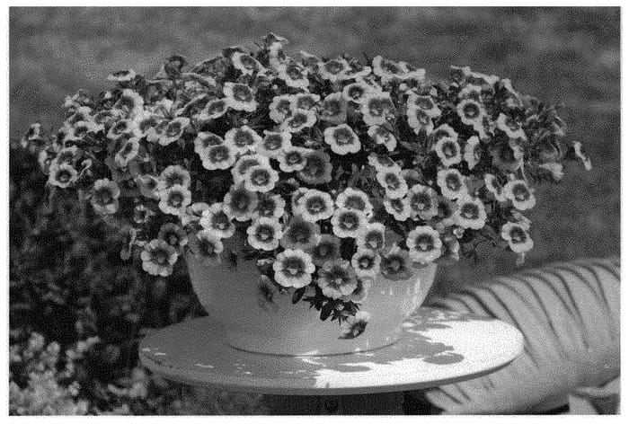 Figure 1 of US plant patent PP33104, the photograph of KLECA18503 printed in the patent.