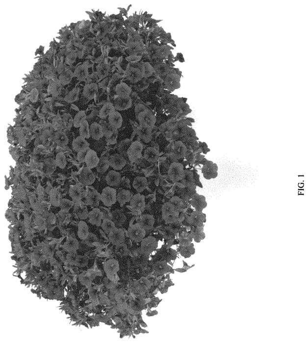 Figure 1 of US plant patent PP33105, the photograph of DCALIADR printed in the patent.