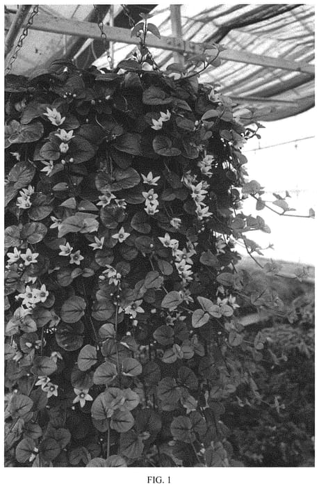 Figure 1 of US plant patent PP33106, the photograph of Hillyssun printed in the patent.