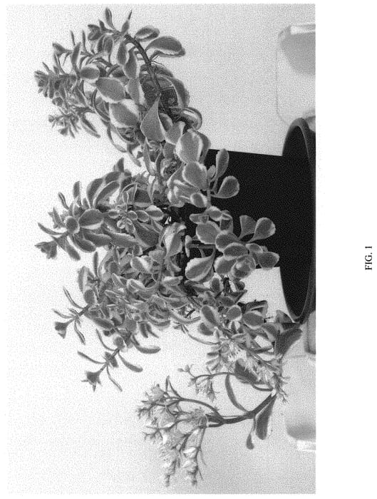 Figure 1 of US plant patent PP33107, the photograph of TAT1801 printed in the patent.
