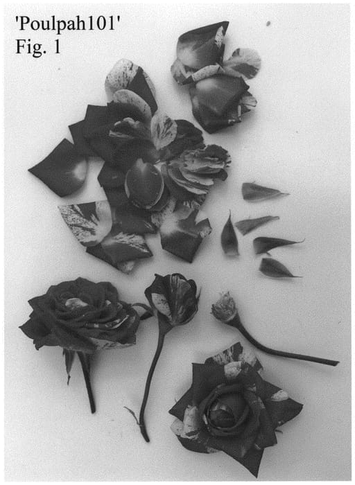 Figure 1 of US plant patent PP33108, the photograph of Poulpah101 printed in the patent.