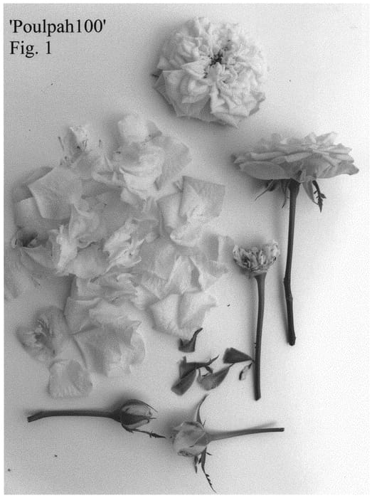 Figure 1 of US plant patent PP33109, the photograph of Poulpah100 printed in the patent.