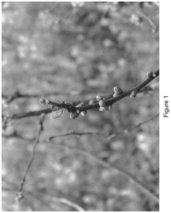 Figure 1 of US plant patent PP33110, the photograph of BB07-249GA-3 printed in the patent.