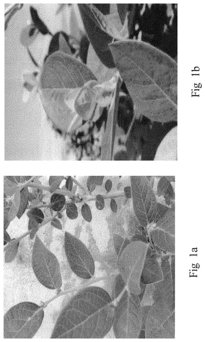 Figure 1 of US plant patent PP33111, the photograph of BB15-214PO-3 printed in the patent.