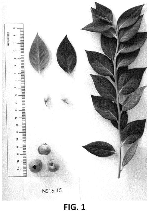 Figure 1 of US plant patent PP33112, the photograph of NS 16-15 printed in the patent.