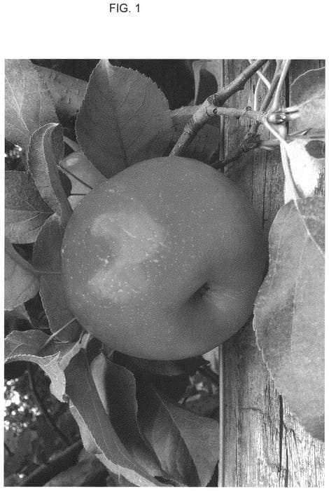 Figure 1 of US plant patent PP33113, the photograph of SO 7 printed in the patent.