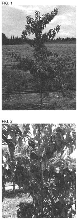 Figure 1 of US plant patent PP33114, the photograph of CAKEDRIM printed in the patent.