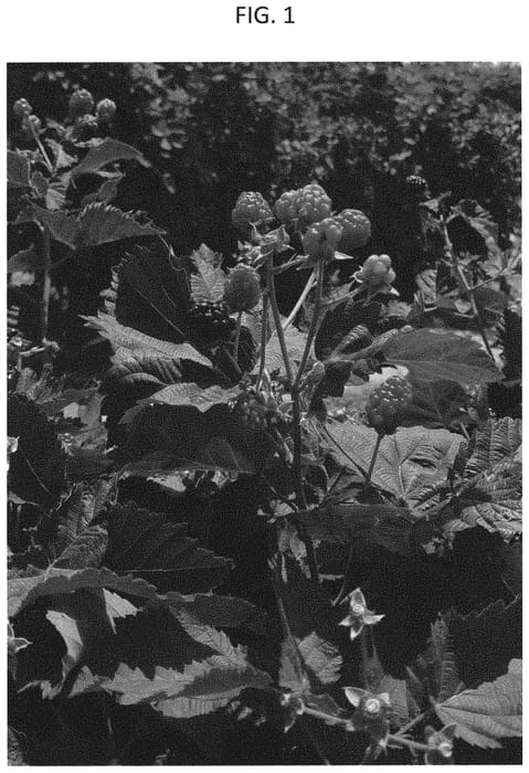 Figure 1 of US plant patent PP33115, the photograph of Caddo printed in the patent.