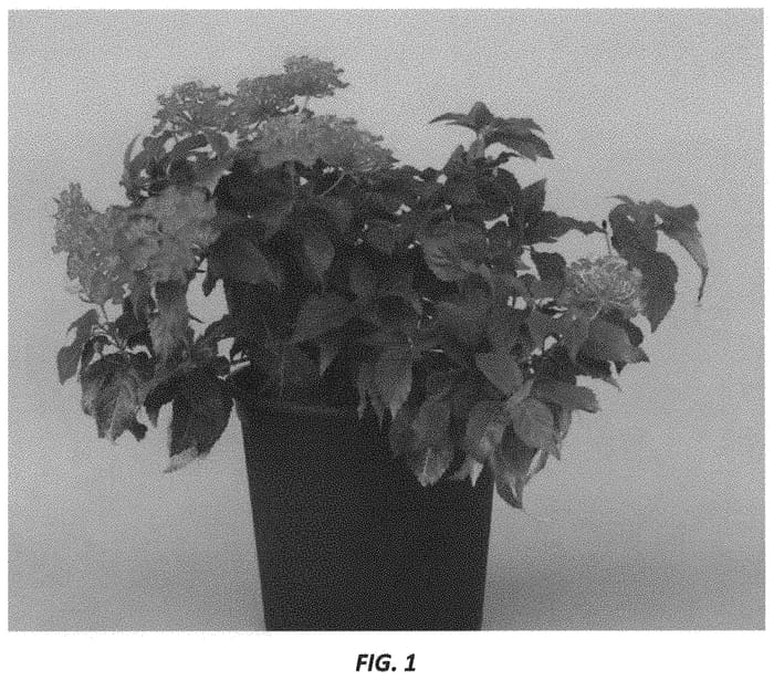 Figure 1 of US plant patent PP33116, the photograph of UF-1013-1 printed in the patent.