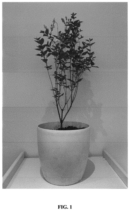 Figure 1 of US plant patent PP33117, the photograph of ANNY2013-02 printed in the patent.