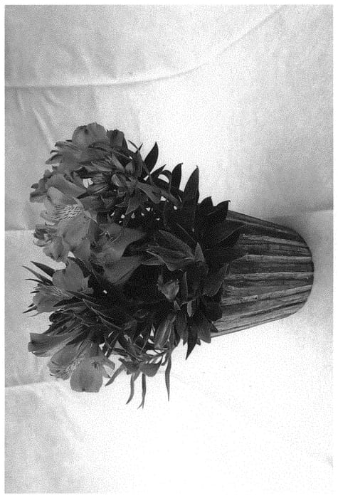 Figure 1 of US plant patent PP33118, the photograph of Koncacandy printed in the patent.
