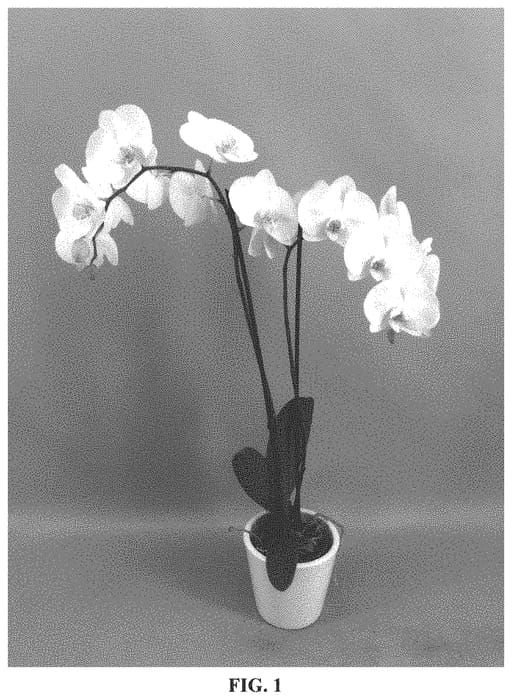 Figure 1 of US plant patent PP33119, the photograph of PHALGUZQEN printed in the patent.