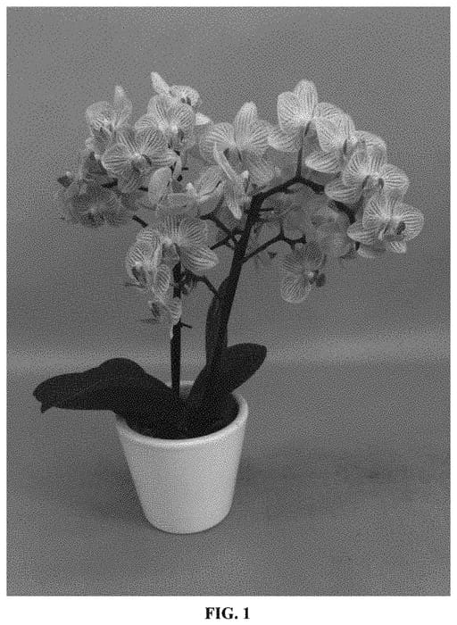 Figure 1 of US plant patent PP33120, the photograph of PHALYPBE printed in the patent.