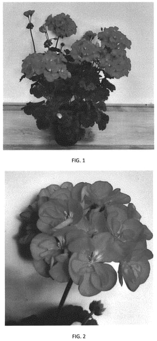 Figure 1 of US plant patent PP33121, the photograph of PEQZ0058 printed in the patent.