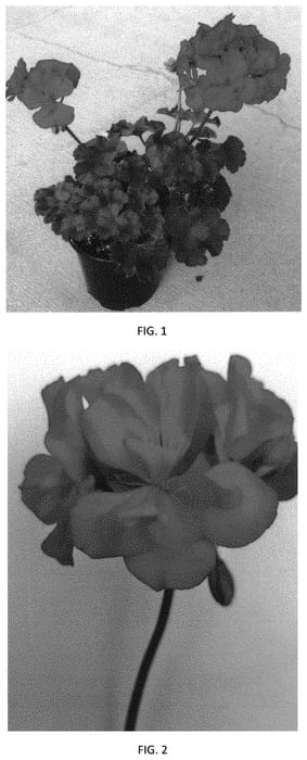 Figure 1 of US plant patent PP33122, the photograph of PECZ0023 printed in the patent.
