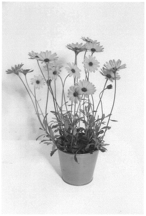 Figure 1 of US plant patent PP33123, the photograph of KLEOE19400 printed in the patent.