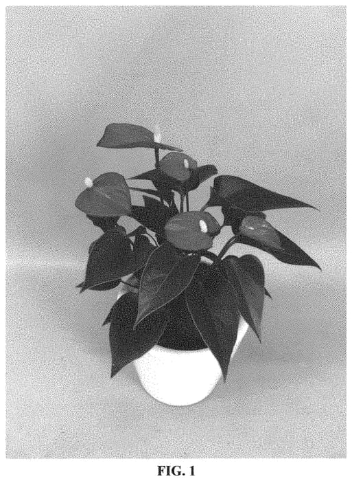 Figure 1 of US plant patent PP33124, the photograph of ANTHGYQZIL printed in the patent.