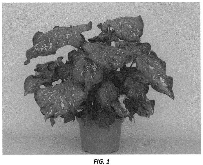 Figure 1 of US plant patent PP33125, the photograph of Pink Panther printed in the patent.