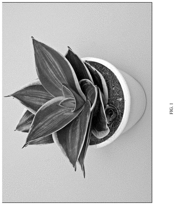 Figure 1 of US plant patent PP33126, the photograph of HANSOTI22 printed in the patent.
