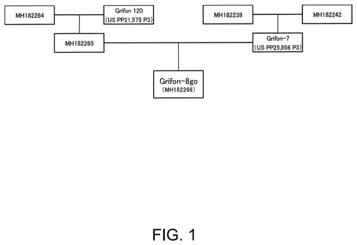 Figure 1 of US plant patent PP33127, the photograph of Grifon-8go printed in the patent.