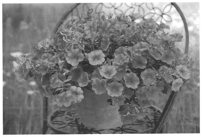 Figure 1 of US plant patent PP33128, the photograph of KLECA19545 printed in the patent.