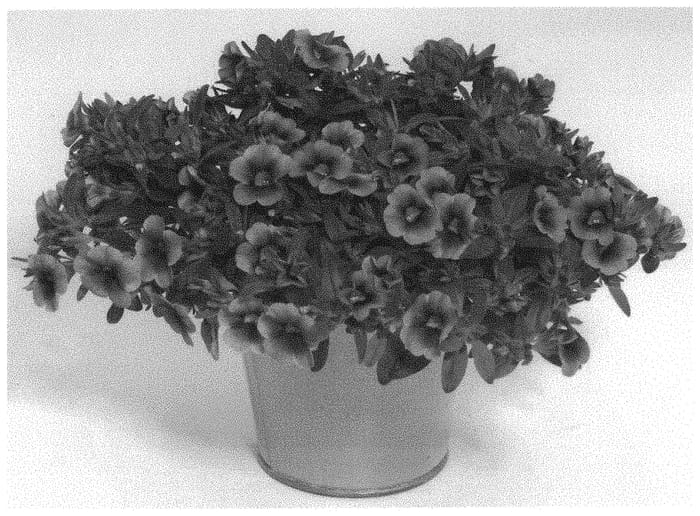 Figure 1 of US plant patent PP33129, the photograph of KLECA18408 printed in the patent.
