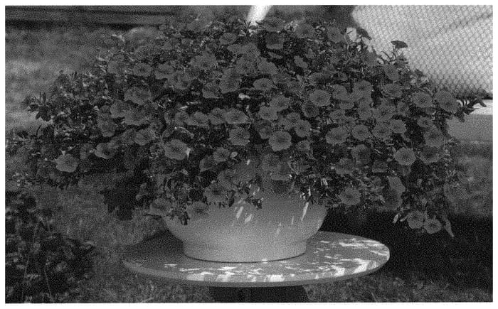 Figure 1 of US plant patent PP33130, the photograph of KLECA18501 printed in the patent.