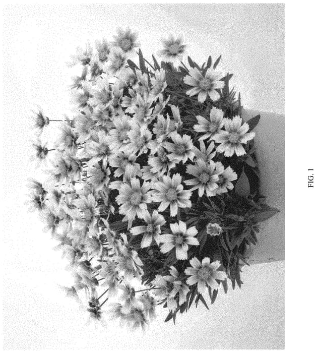 Figure 1 of US plant patent PP33131, the photograph of DCORSOSB printed in the patent.