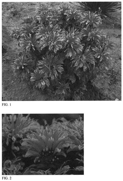 Figure 1 of US plant patent PP33132, the photograph of Leading Lady Orchid printed in the patent.