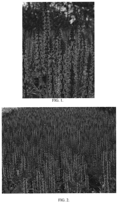 Figure 1 of US plant patent PP33133, the photograph of Sixteen Candles printed in the patent.