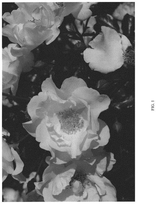 Figure 1 of US plant patent PP33134, the photograph of RUIRI0109A printed in the patent.