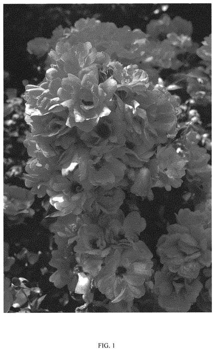 Figure 1 of US plant patent PP33135, the photograph of RUIRI0126A printed in the patent.
